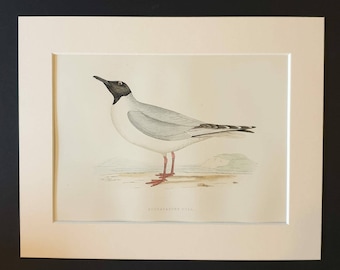 Buonaparte's Gull - Original 1891 hand coloured bird print in mount