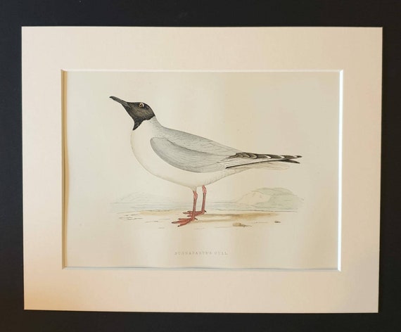 Original 1891 hand coloured bird print in mount - Buonaparte's Gull