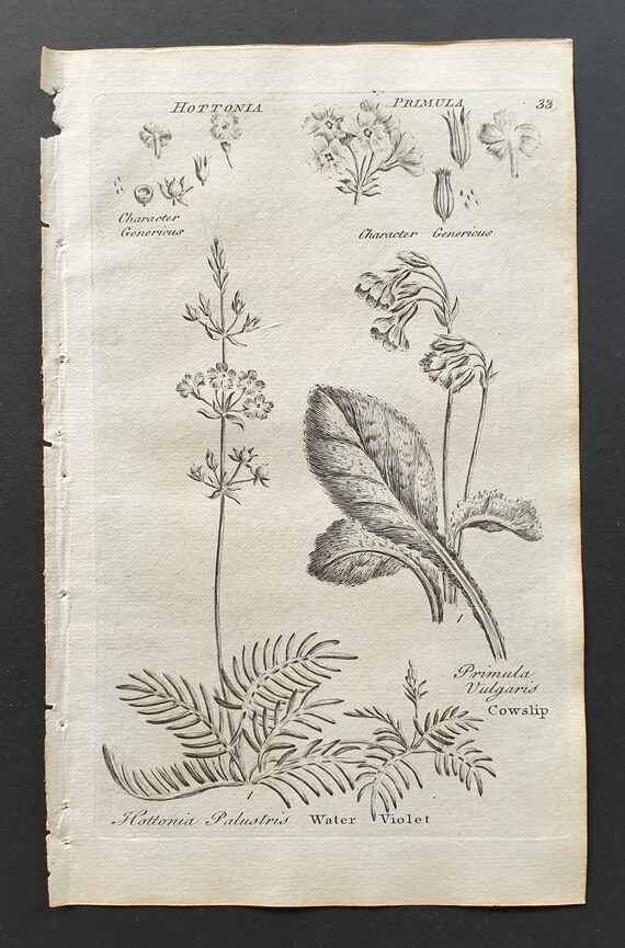 Water Violet and Cowslip - Original 1802 Culpeper engraving (33)