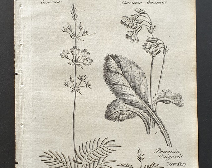 Water Violet and Cowslip - Original 1802 Culpeper engraving (33)