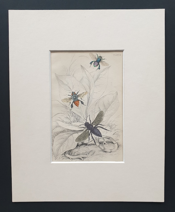 Euglossa Surinamensis, Euglossa Andiis, Aglae Caerulea  - Original c1870 hand coloured insect print in mount