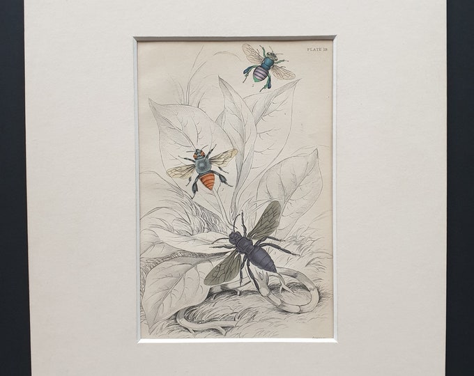 Euglossa Surinamensis, Euglossa Andiis, Aglae Caerulea  - Original c1870 hand coloured insect print in mount