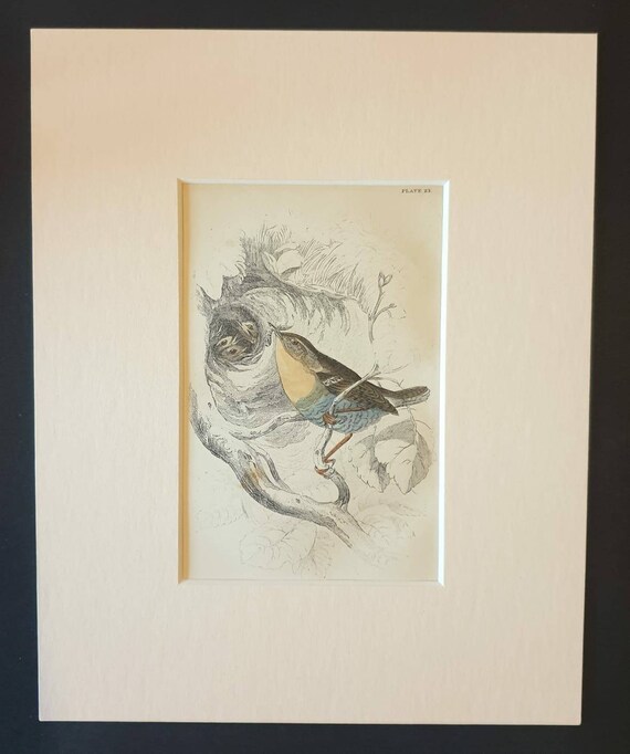 Original c1840 hand coloured bird print in mount - Wren