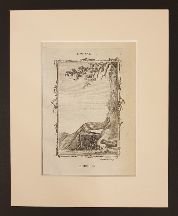 Zorille - Original 1791 Buffon print in mount