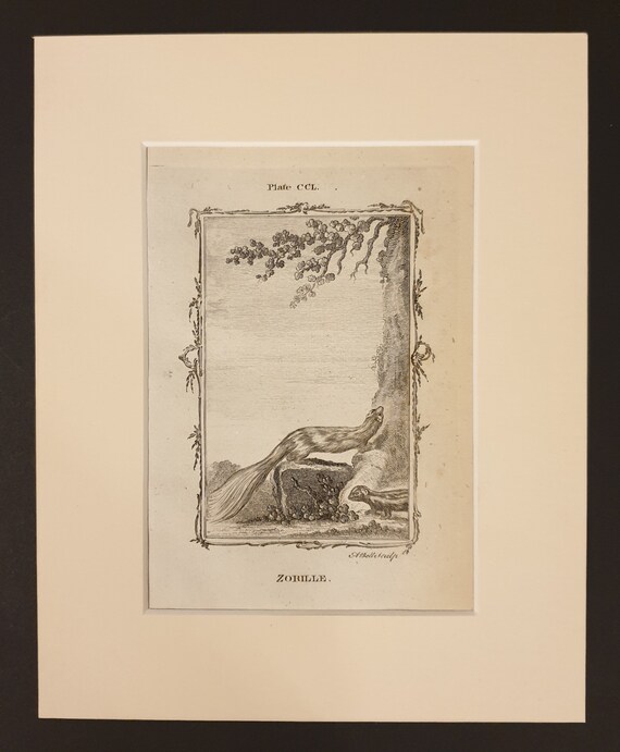 Zorille - Original 1791 Buffon print in mount