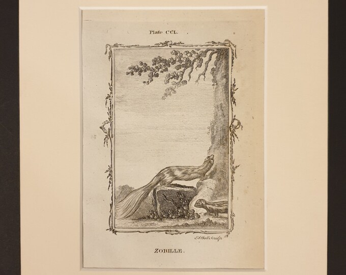 Zorille - Original 1791 Buffon print in mount