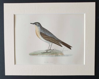 Ortolan - Original 1891 hand coloured bird print in mount