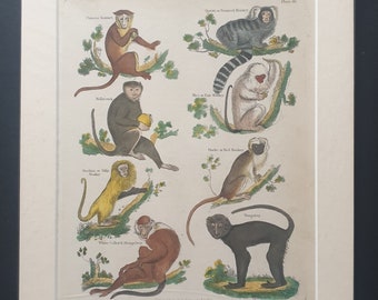 Monkeys - original 1827 hand coloured William Smellie print