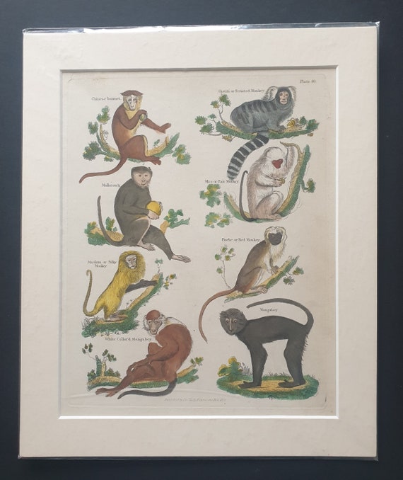 Monkeys - original 1827 hand coloured William Smellie print