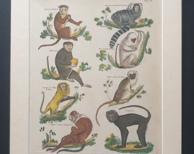Monkeys - original 1827 hand coloured William Smellie print