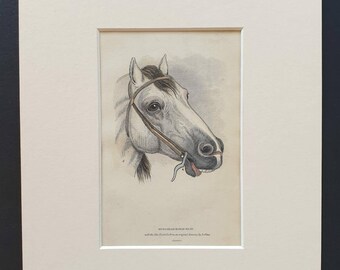 Hungarian Horse Head - Original 1841 hand coloured horse print