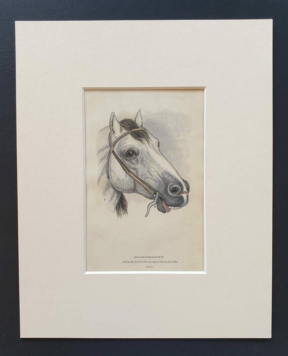Original 1841 hand coloured horse print - Hungarian Horse Head