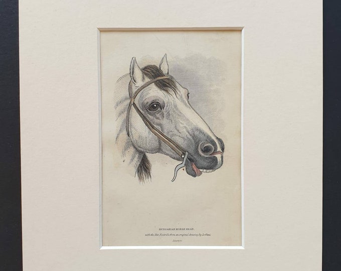 Original 1841 hand coloured horse print - Hungarian Horse Head