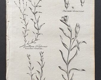 Slender, Dwarf Spring and Linear Gentian - Original 1802 Culpeper engraving (69)