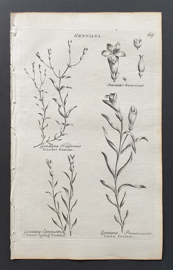 Slender, Dwarf Spring and Linear Gentian - Original 1802 Culpeper engraving (69)