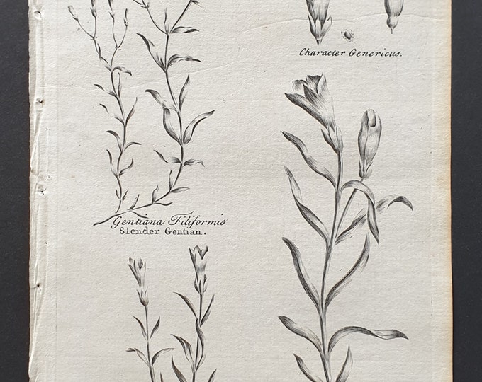 Slender, Dwarf Spring and Linear Gentian - Original 1802 Culpeper engraving (69)