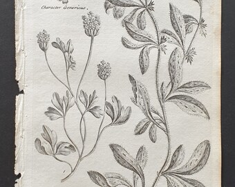 Tuberous Moschatel and Low German Madwort - Original 1802 Culpeper engraving (100)