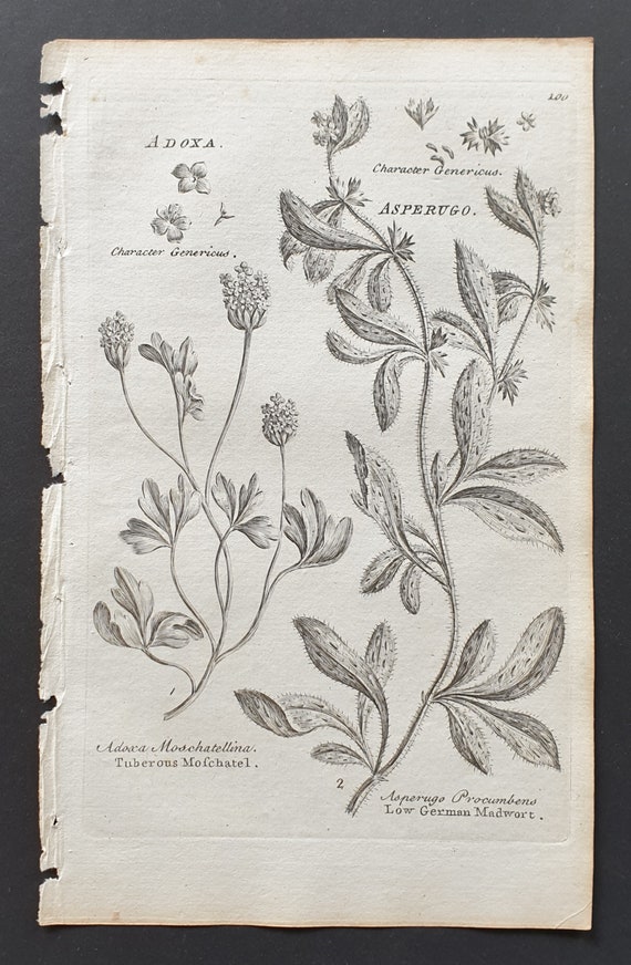 Tuberous Moschatel and Low German Madwort - Original 1802 Culpeper engraving (100)