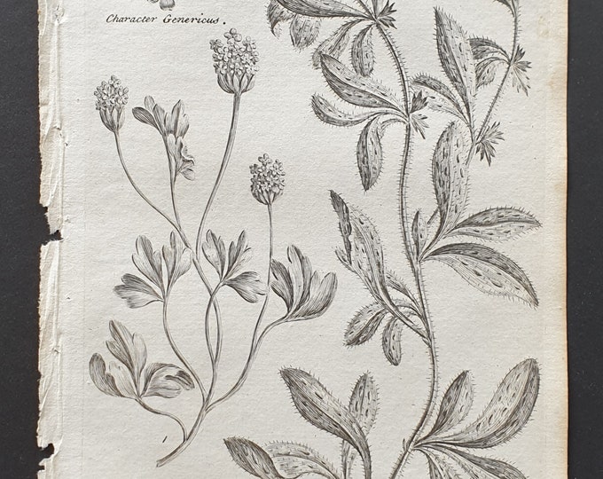 Tuberous Moschatel and Low German Madwort - Original 1802 Culpeper engraving (100)