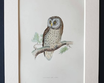 Tengmalm's Owl - Original 1891 hand coloured bird print in mount