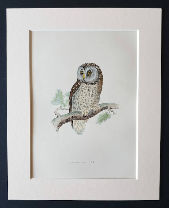 Original 1891 hand coloured bird print in mount - Tengmalm's Owl