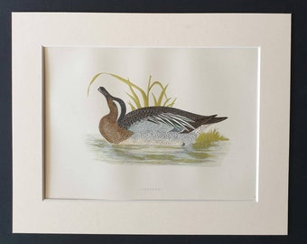 Garganey - Original 1891 hand coloured bird print in mount