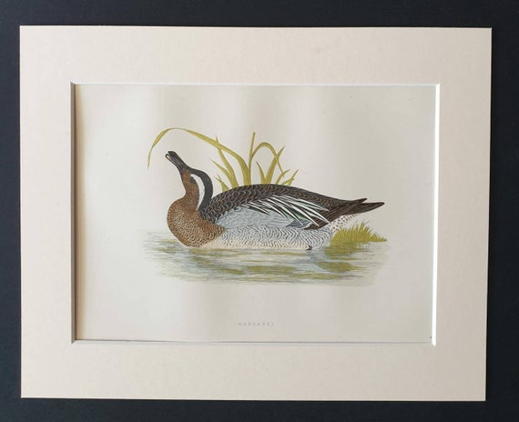 Original 1891 hand coloured bird print in mount - Garganey