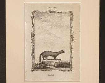 Pecan - Original 1791 Buffon print in mount