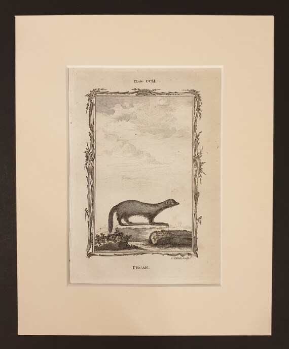 Pecan - Original 1791 Buffon print in mount