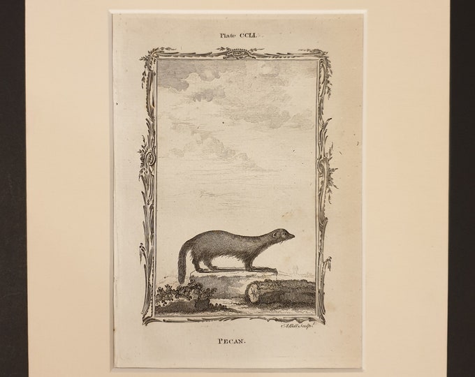 Pecan - Original 1791 Buffon print in mount