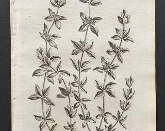 Crosswort - Original 1802 Culpeper engraving (48)