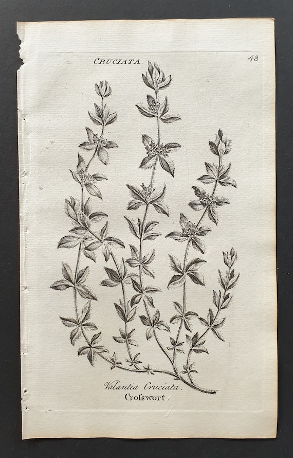 Crosswort - Original 1802 Culpeper engraving (48)