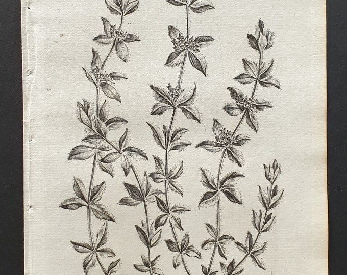 Crosswort - Original 1802 Culpeper engraving (48)