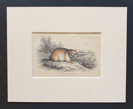 Chinchilla  - Original 1842 hand coloured print in mount