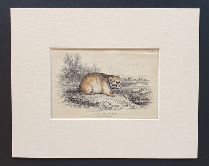 Chinchilla  - Original 1842 hand coloured print in mount