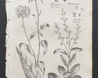 Horned Rampion and Round Water Pimpinell - Original 1802 Culpeper engraving (119)