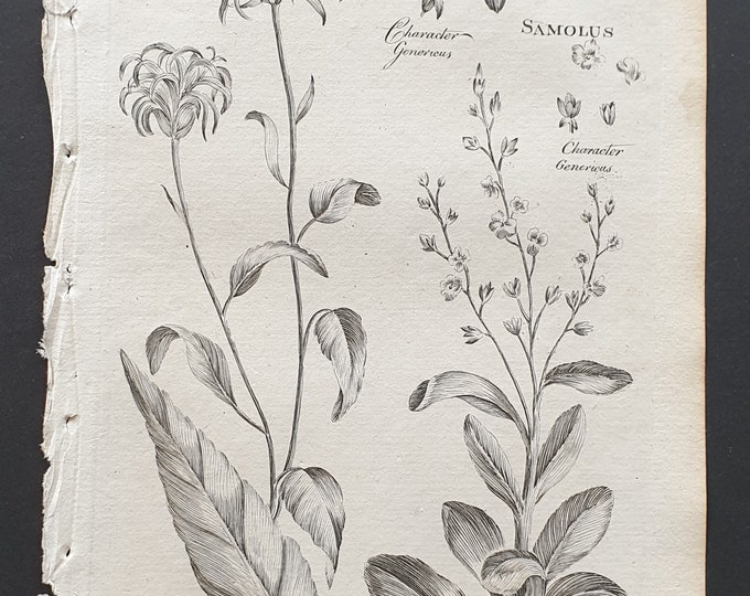 Horned Rampion and Round Water Pimpinell - Original 1802 Culpeper engraving (119)