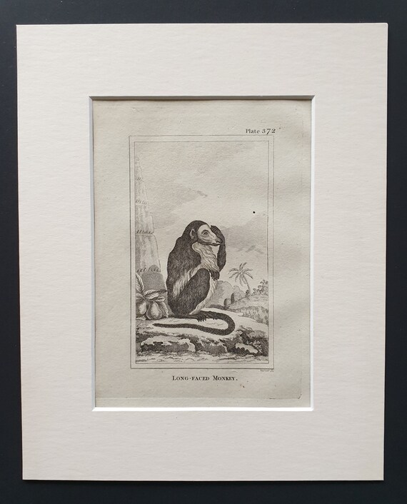Long Faced Monkey - Original 1812 Buffon print in mount