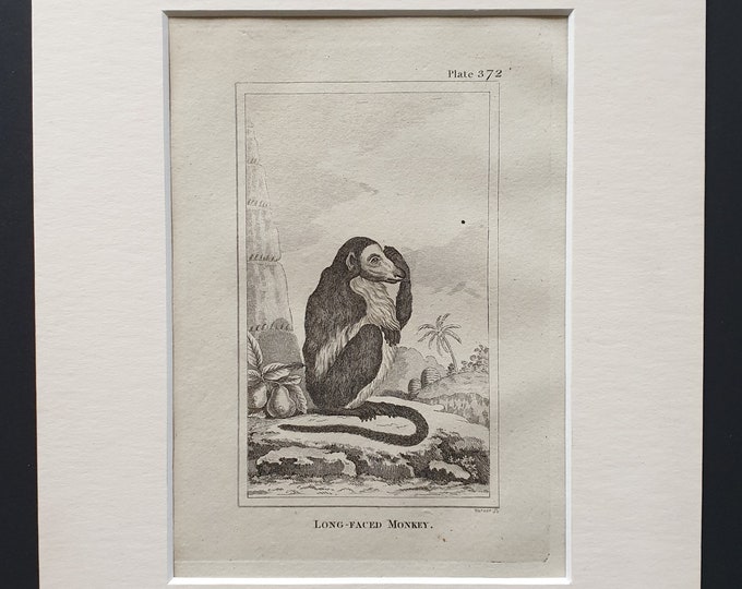 Long Faced Monkey - Original 1812 Buffon print in mount