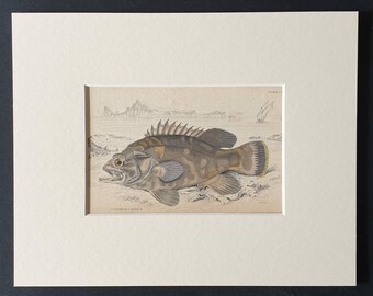 Many Spined Polyprion - Original 1843 hand coloured fish print in mount