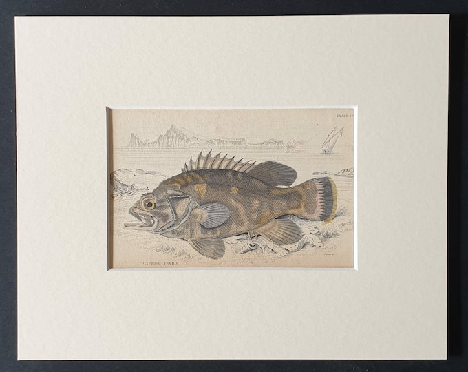 Original 1843 hand coloured fish print in mount - Many Spined Polyprion