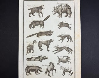 Quadrupeds - Original c1785 Antique Print
