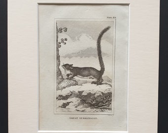 Great Guerlinguet - Original 1812 Buffon print in mount