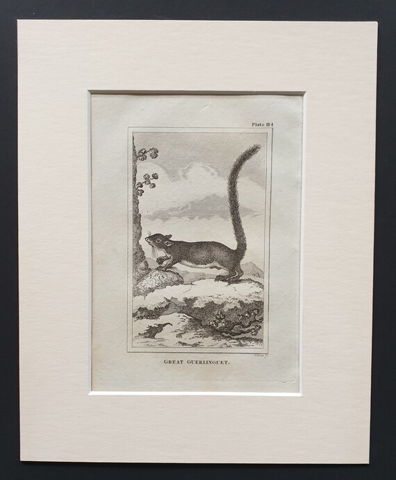 Great Guerlinguet - Original 1812 Buffon print in mount