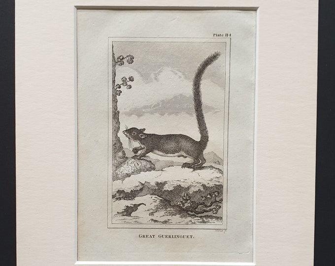 Great Guerlinguet - Original 1812 Buffon print in mount