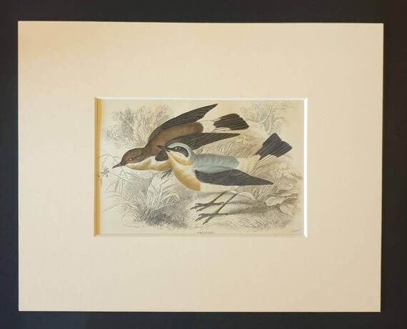 Original c1840 hand coloured bird print in mount - Wheatear