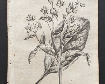 Common Borage - Original 1802 Culpeper engraving (10)
