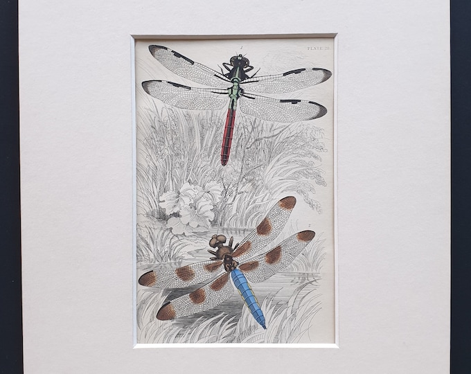 Varieties of Dragonfly - Original c1860 hand coloured insect print in mount