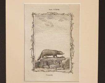 Coasse - Original 1791 Buffon print in mount