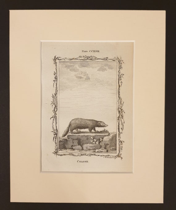 Coasse - Original 1791 Buffon print in mount